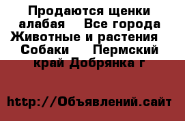 Продаются щенки алабая  - Все города Животные и растения » Собаки   . Пермский край,Добрянка г.